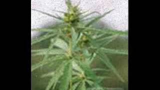 Toots and the Maytals - Never you Change (take 1)