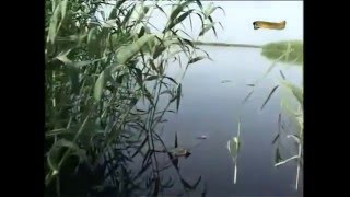 Рыболовные базы рыбалка в дельте волги