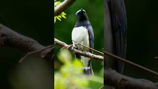 Download lagu burung tledekan laut #nature #birds #birdsongrelaxation mp3