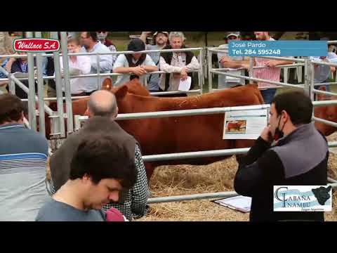 31-08-21 -  Remate de Cabaña INAMBU - Consignataria Wallace Hnos. S.A.