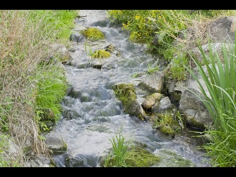 Bachblüte Rock Water - Quellwasser