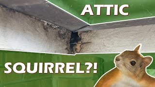 Easily Remove Squirrels From Your Attic (No-Harm)