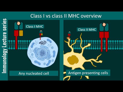 Major histocompatibility complex overview | MHC 1 and MHC 2 | Immunology lecture