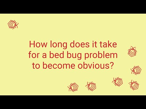 When Can I Notice a Bed Bug Infestation?