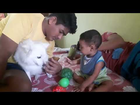 shaurya(11mnths) interacting with my brother and his dog lucy