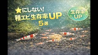 稚エビ生存率UPの解説動画