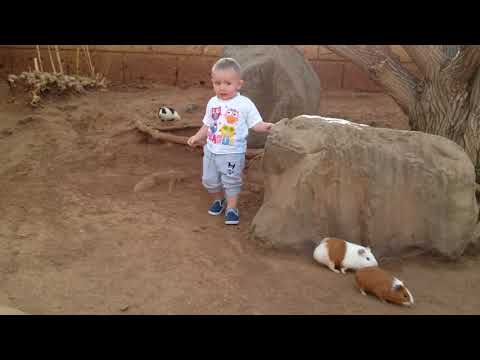 Artur and Guinea pigs