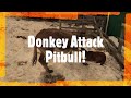 Donkey Attacks Pit Bull Chocolate Lab Dog Unedited