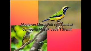 Download lagu Masteran Murai Bikin Lawan Drop Mental Di Jamin Juara Di Gantangan versi Jeda 1 menit mp3