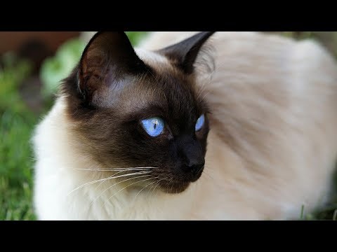 How to Diagnose and Treat Benign Tumors in Cats - Taking Care of Cats