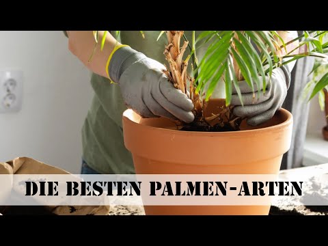Palmenarten für drinnen & draußen