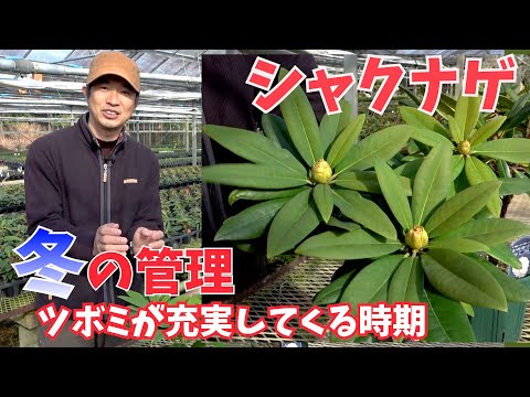 ツツジに水をやる方法は？シャクナゲの水やりにシートを貼って成功！  庭園