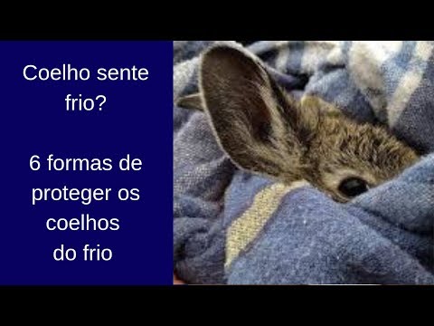 , title : 'Coelho sente frio? 6 formas te proteger os coelhos do frio'
