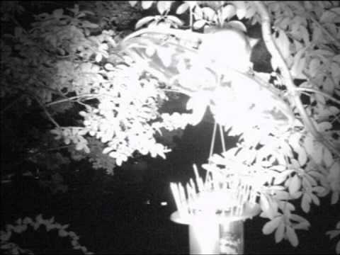 #3:  Bird feeder night visitors