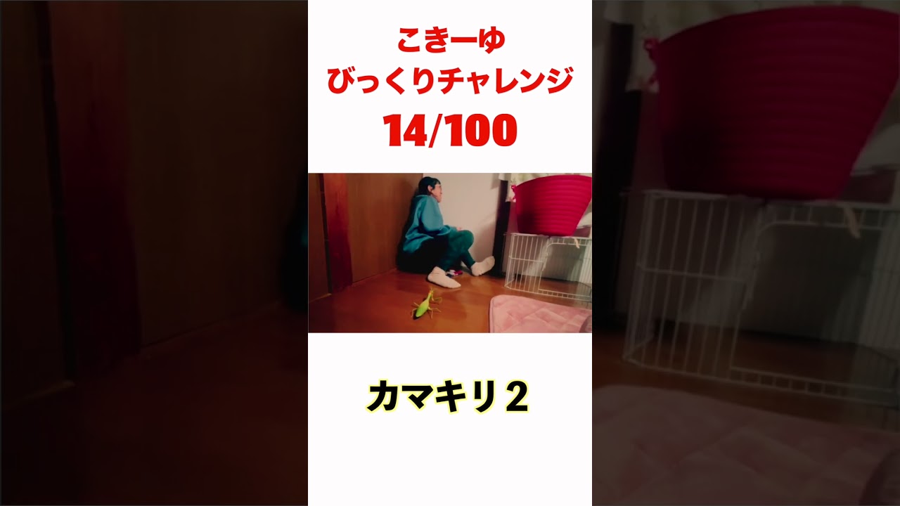 こきーゆびっくりチャレンジ14/100#日本エレキテル連合 #日本エレキテル連合 #日本エレキテル連合#ドッキリ＃こきーゆ＃びっくり