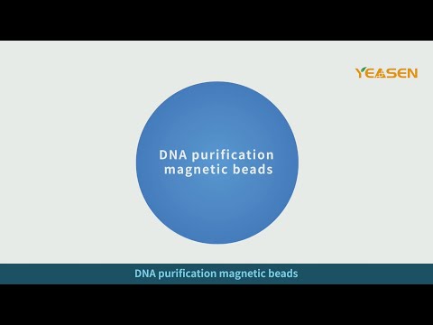 DNA magnetic bead purification principle