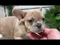French Bulldog dogs for sale: Carter - Video 1