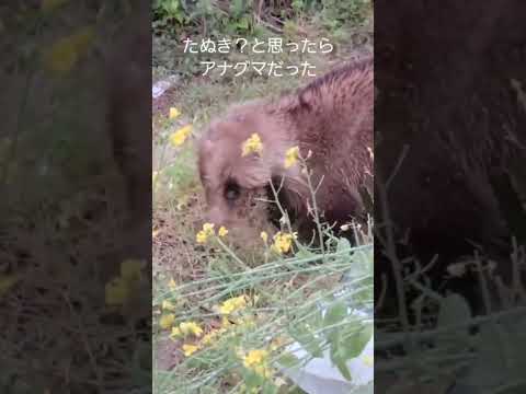 IUCN分類における絶滅の危険性を示す図。