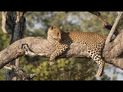 Diario de un LEOPARDO adolescente | DOCUMENTAL de ANIMALES | Somos Documentales