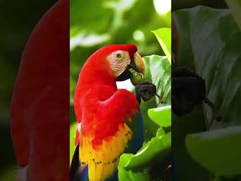 🌟De Bolívar y Miranda en Memorias del Mundo,a Canaima y El Callao como patrimonios universales.