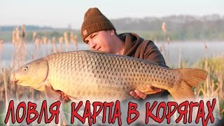На что ловить карпа в коряжнике