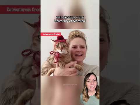 Cats wear crochet hats for science 🐈 #cat #science #cats