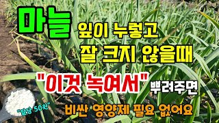 마늘 잎이누렇고 잘 크지않을때 이것 녹여 뿌려주면 비싼 영양제 살필요 없어요 #마늘농사 #마늘비료 #마늘추비