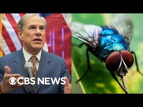 Flesh-eating New World screwworm fly is not a food safety or virus issue, Texas officials say