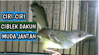 Download lagu Ciri-ciri Burung Ciblek Dakun Jantan Muda mp3