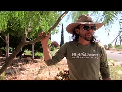 All About the Texas Honey Mesquite (Prosopis glandulosa)