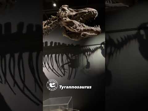 Scotty the T. rex: Arguably the Biggest T. rex?