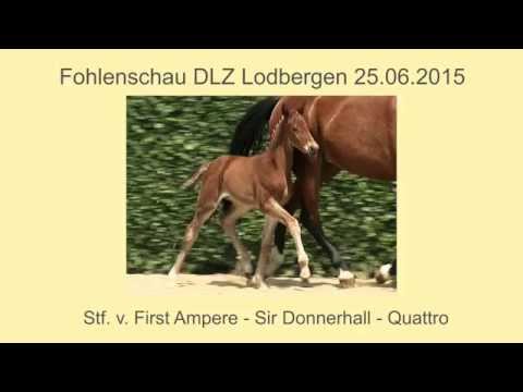 Stf v First Ampere x Sir Donnerhall