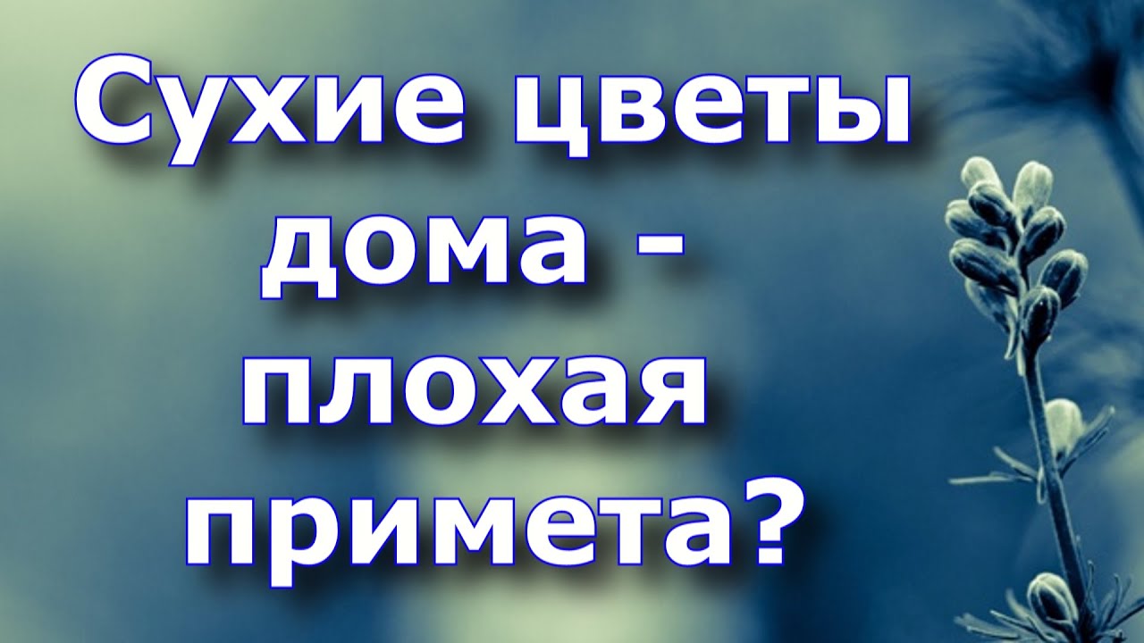 Цикламен цветок комнатный приметы. Приметы про цветы. Приметы про цветы комнатные. Спатифиллум женское счастье. Найти цветы примета.