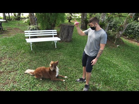 Adestramento de cães pode ser feito em casa com truques simples