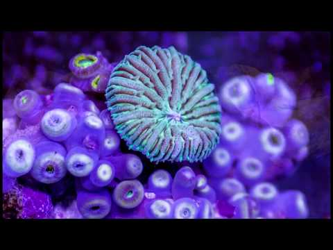 Ryanosaurus Set @ Unite - Psytrance Sessions