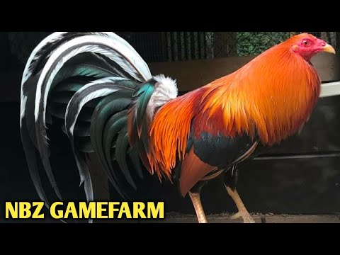 Beautiful Birds - NBZ FARM - South Carolina