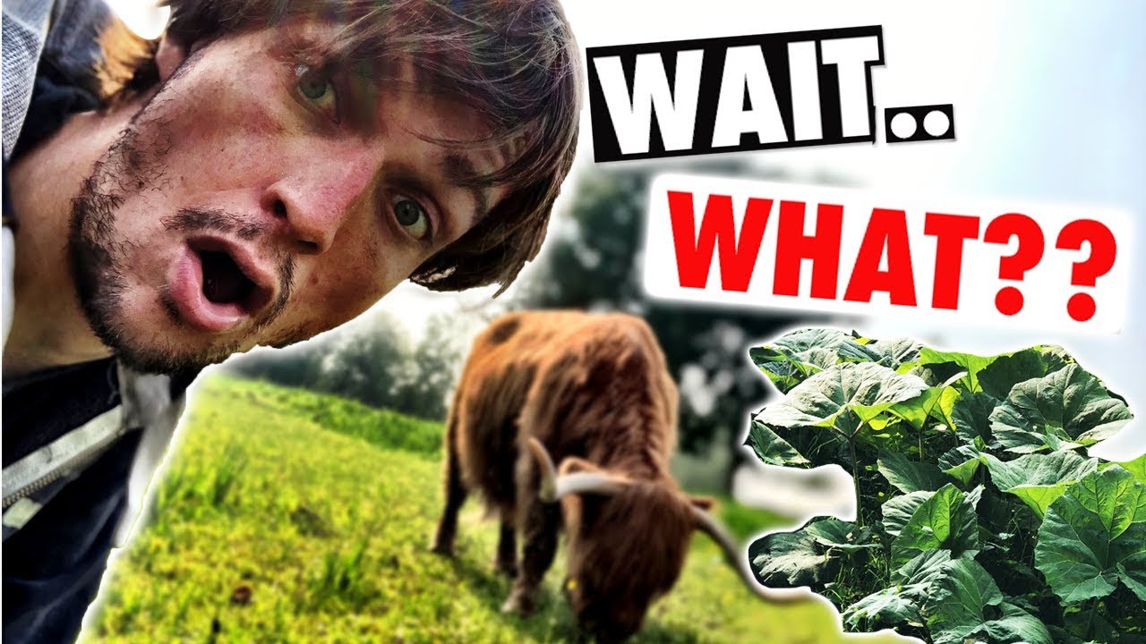 Exploring Amsterdam Forest (Bos) & My Big Leaf Phobia!