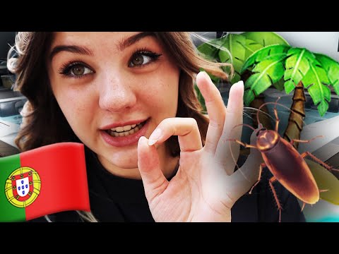 Kakerlaken ANGRIFF auf Madeira |  VLOG Ollimeee