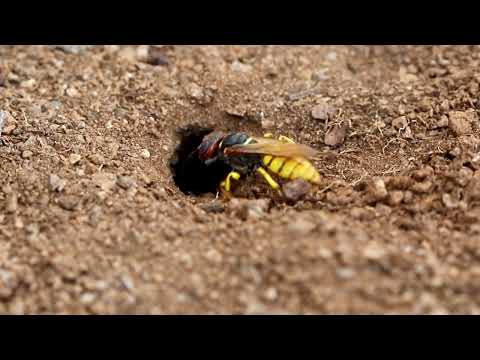 European beewolf, Philanthus triangulum