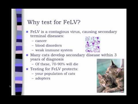 Feline Leukemia Virus (FeLV) Testing in Animal Shelters - conference recording