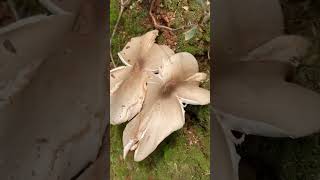 Download lagu Mushrooms on the yard #farming #mushroom #nature mp3