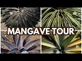 Mangave Are AWESOME