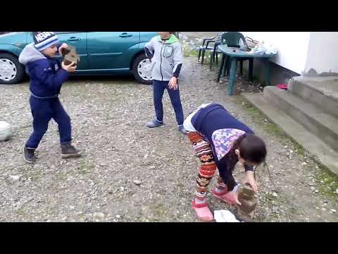 Exatlon calui cu Elena si Dani