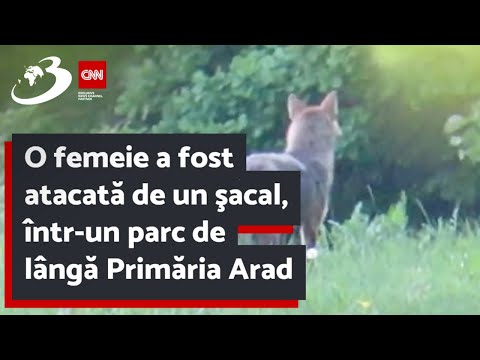 O femeie a fost atacată de un şacal, într-un parc de lângă Primăria Arad