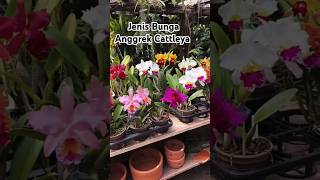 Download lagu Macam Macam Jenis Bunga Anggrek Cattleya #bungaanggrek #anggrekcattleya #shorts mp3