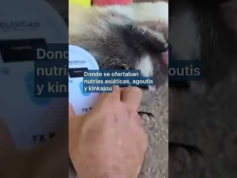 A clandestine private zoo with 150 exotic animals has been dismantled in Nules (Castellón).