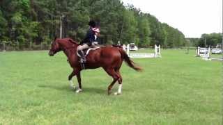 preview picture of video 'Hunter Under Saddle, WHA 2011-12 Hunter Jumper Series Walk, Trot, Canter Cross Rails Class'