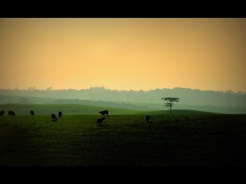 Dionísio Costa e Paulo Fogaça - Pelos Bailes da Vida