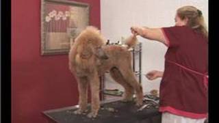 Poodle Dog Grooming : Poodle Dog Grooming: Trimming the Tail