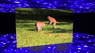 Wildlife Photo's of Zambia Trip 2012